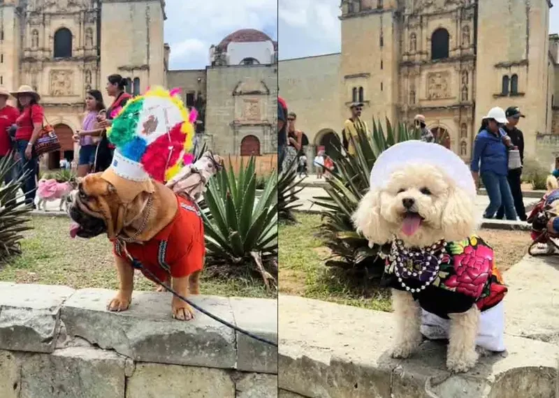 Perritos desfilan con trajes típicos de Oaxaca y llenan las redes de ternura