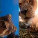 Leones curiosos graban divertida escena tras descubrir cámara oculta en el zoológico de Oregón