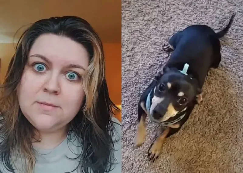 Mujer adopta perro chihuahua que no la obedece; ‘Solo entiende español’. VIDEO