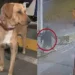Valiente perrito defiende a empleada de una gasolinera de un asalto; ahora es jefe de seguridad