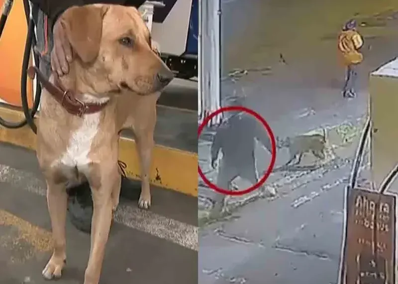 Valiente perrito defiende a empleada de una gasolinera de un asalto; ahora es jefe de seguridad