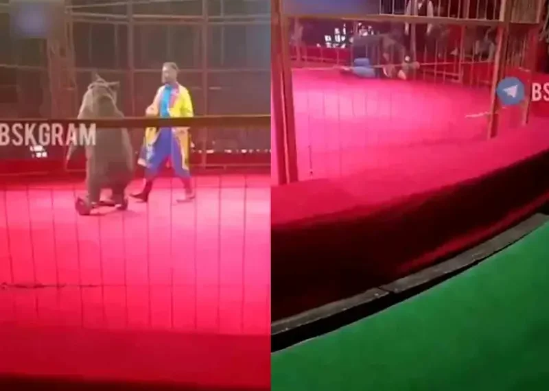 Captan el aterrador momento en el que un oso en patineta ataca a su cuidador en espectáculo