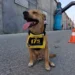 Chicles, el perro maratonista anuncia su retiro; lesión sesga carrera de éxito