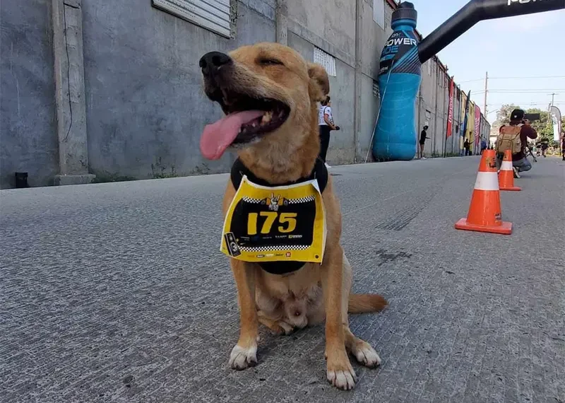 Chicles, el perro maratonista anuncia su retiro; lesión sesga carrera de éxito