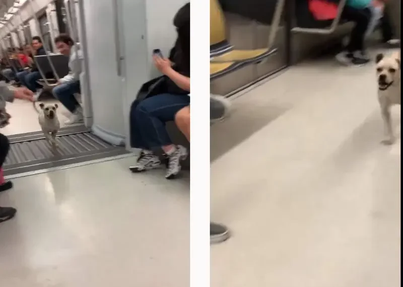 VIDEO: Un perrito ‘se roba el show’ en el Metro de la CDMX