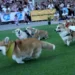 VIDEO: Carrera de perritos corgis en Lituania enternece las redes sociales