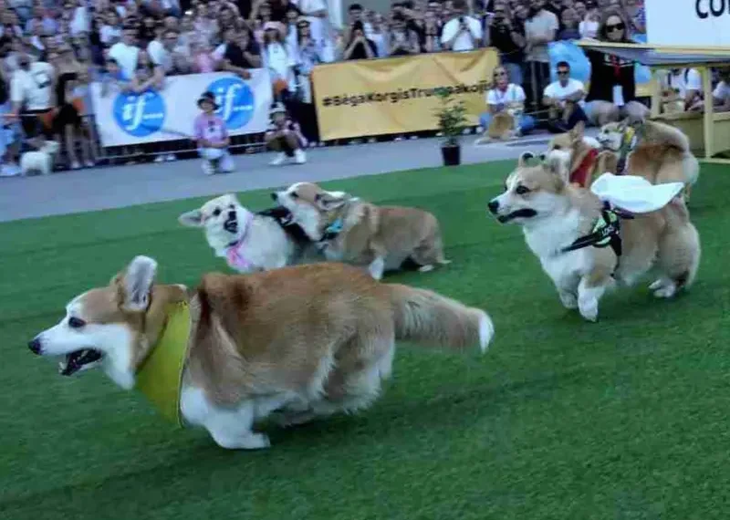 VIDEO: Carrera de perritos corgis en Lituania enternece las redes sociales