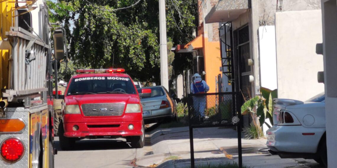 “Muchos reportes de colmenas en Ahome”: PC tras muerte de un menor por picadura de abeja – NR | NOTICIAS