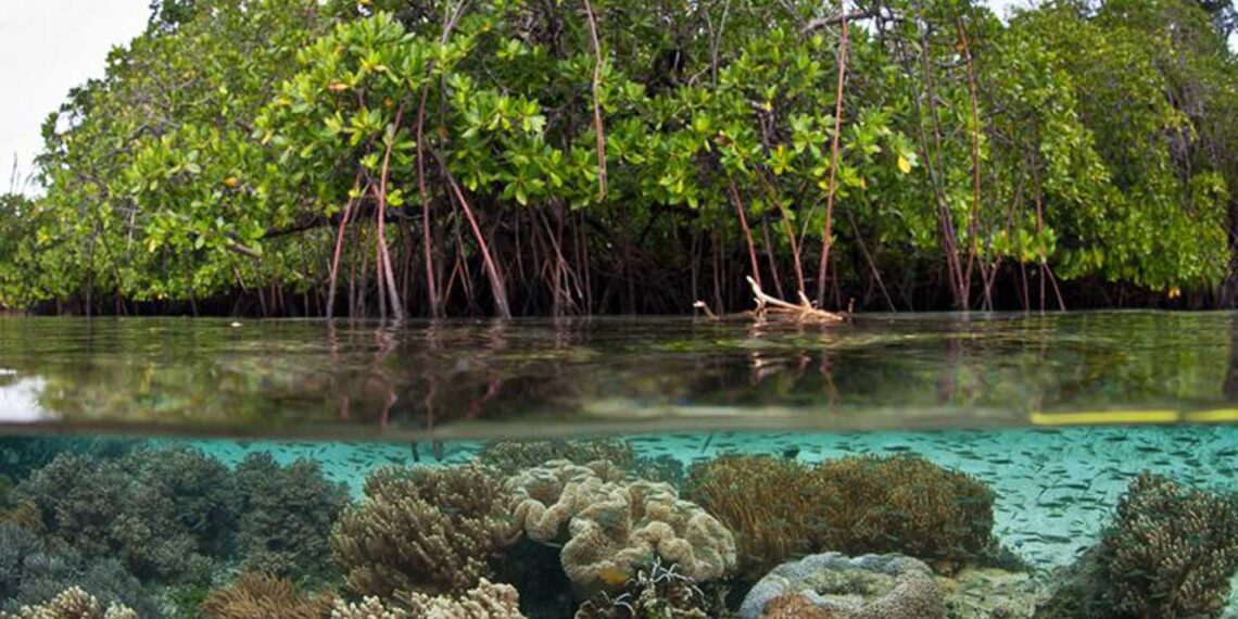 La vegetación costera tiene una función ecológica relevante para Sinaloa, como la reducción de ventiscas provocadas por los ciclones o huracanes
