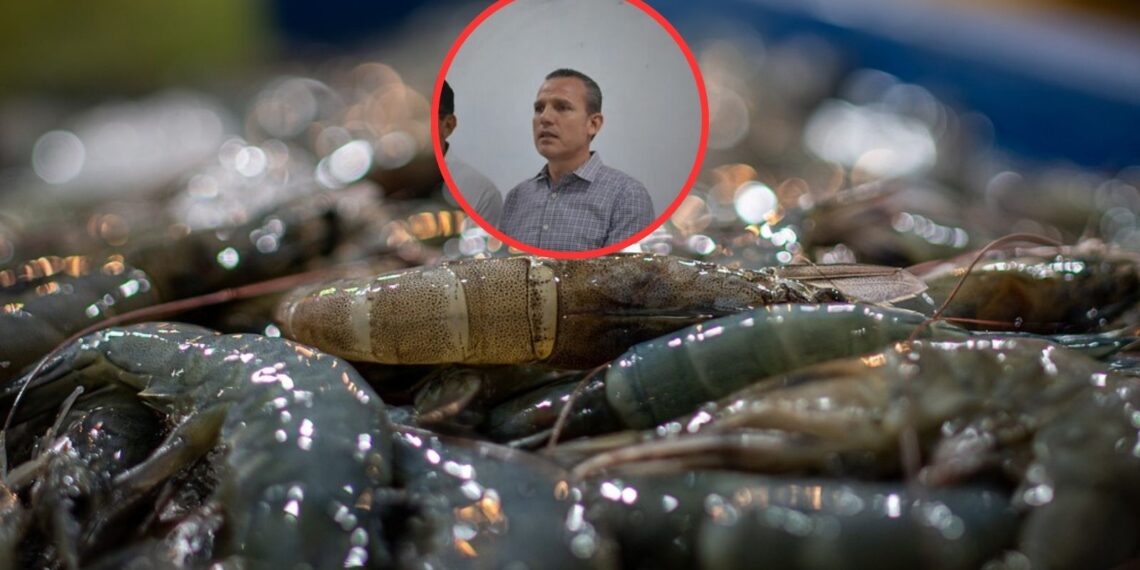 Permanecen operativos de vigilancia en la zona camaronera del norte de Sinaloa – NR | NOTICIAS