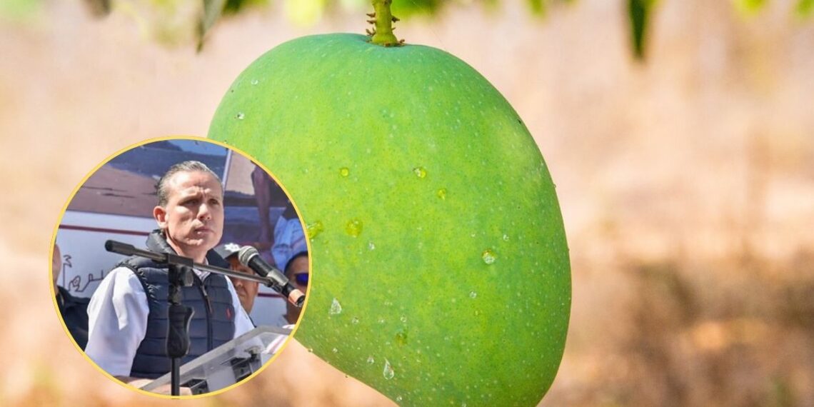 ¡Robo de mango en el norte de Sinaloa! Seguridad Pública Ahome trabajará en coordinación con productores – NR | NOTICIAS