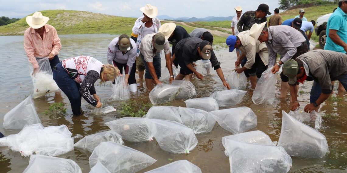 El próximo viernes iniciará la siembra de alevines en las presas y diques de Sinaloa