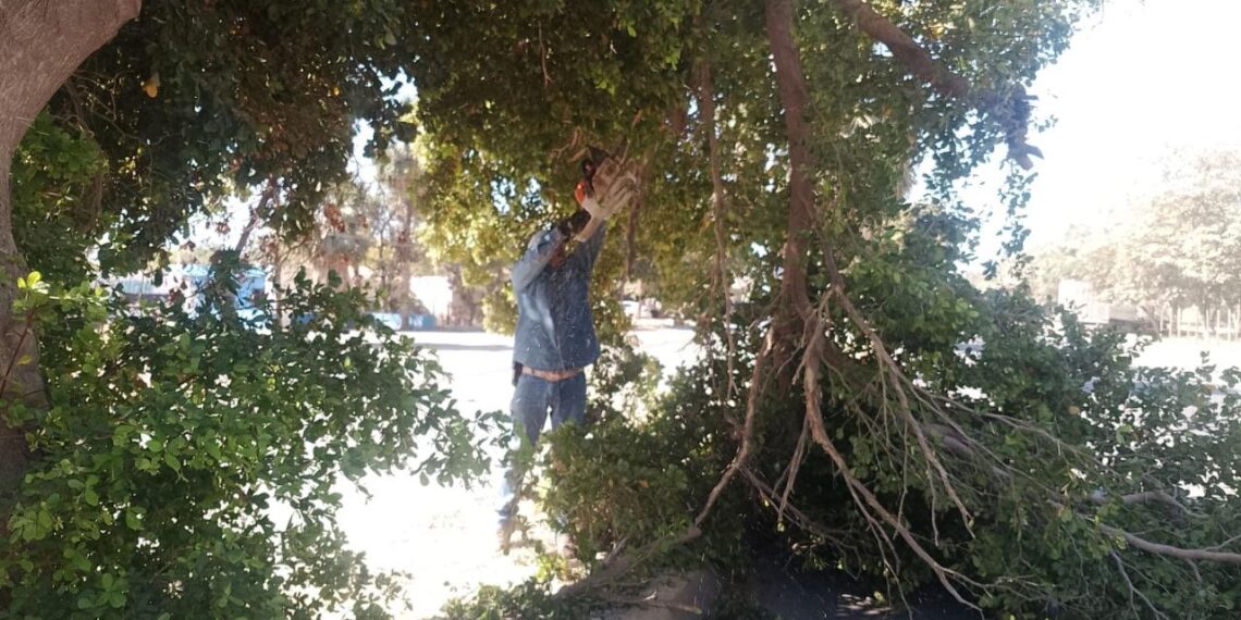 Servicios Públicos atiende 17 reportes de árboles caídos tras lluvias en Ahome