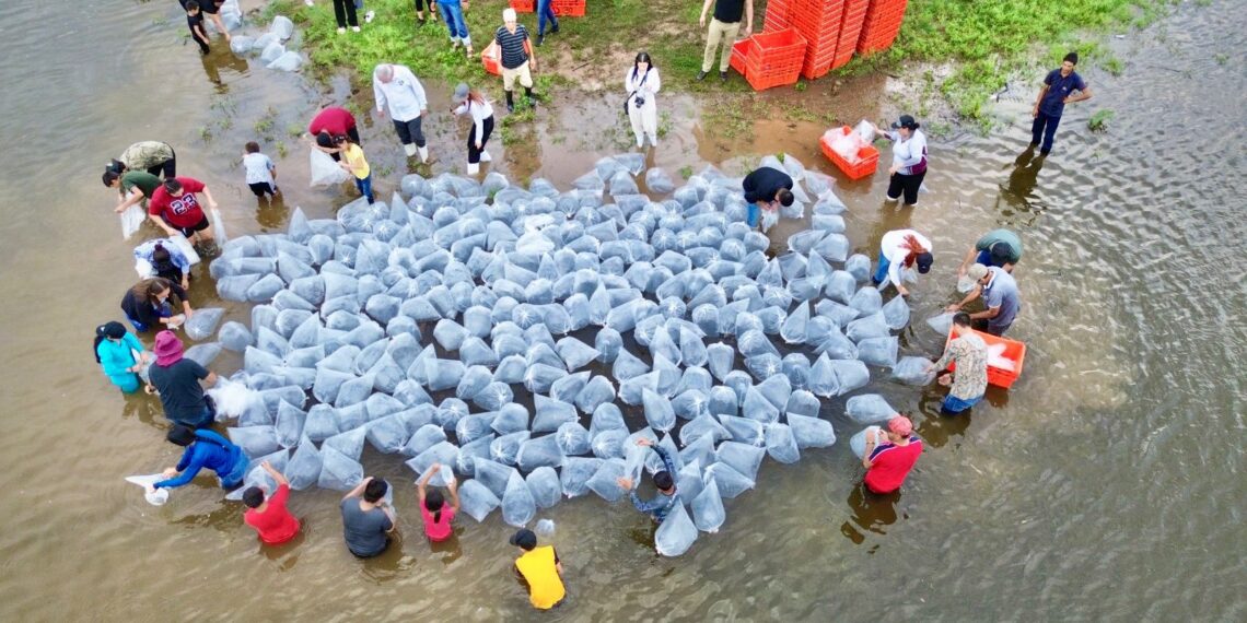 Gobierno de Sinaloa impulsa la pesca en la Presa Sanalona con la siembra de 2 millones de alevines
