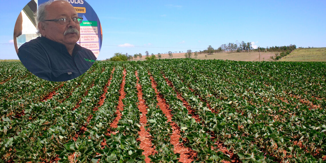 ¿Mejoramiento genético? Se aproxima la llegada de una nueva variante de frijol, mayocoba versión oro – NR NOTICIAS