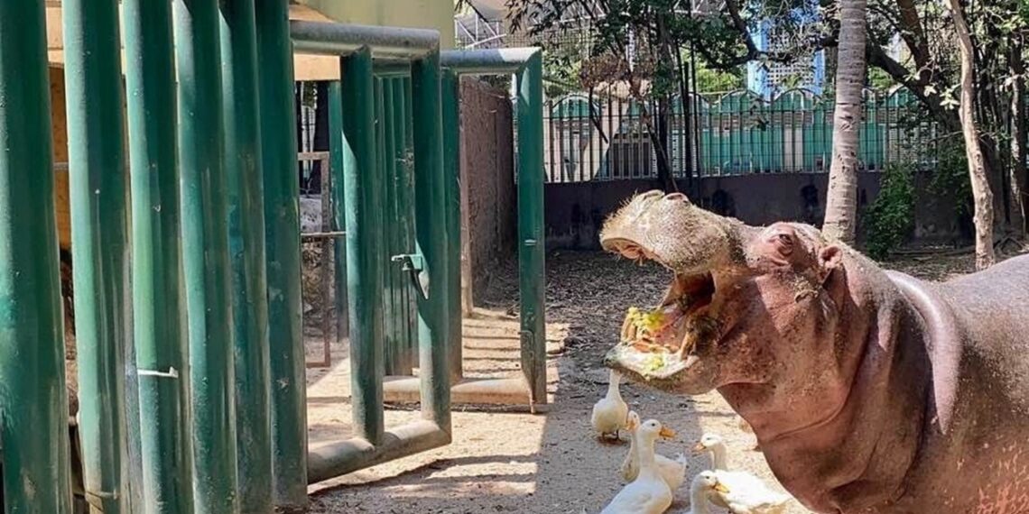 Kathie, la icónica hipopótamo del Zoológico de Culiacán, muere a los 50 años – NR | NOTICIAS