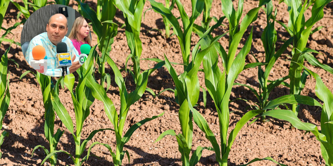 ¡Inicia el pago de apoyos a Agricultores! Así lo informó Cesar Galaviz, Presidente de la AARFS. – NR NOTICIAS