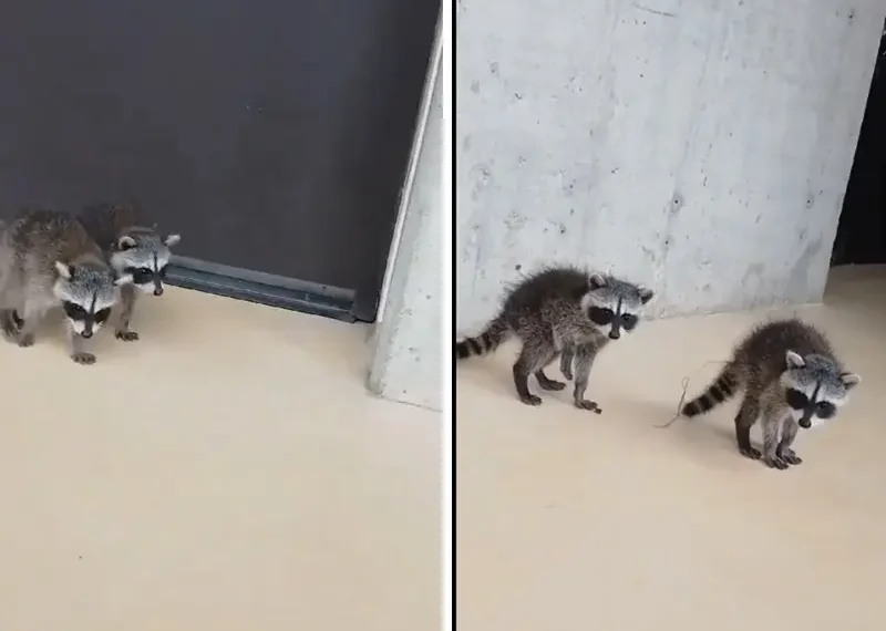 VIDEO: Mapaches ‘asisten a clases’ en la UNAM y se hacen virales en redes