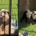 Zoológico chino admite que sus ‘pandas’ son en realidad perritos pintados luego de que empezaran a ladrar