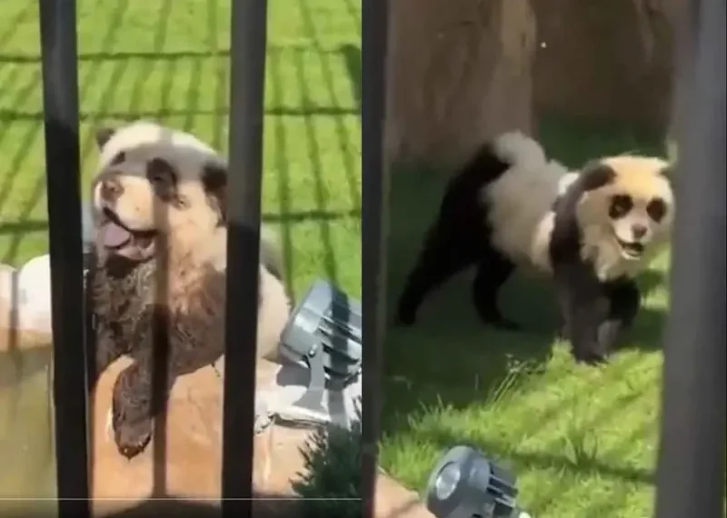 Zoológico chino admite que sus ‘pandas’ son en realidad perritos pintados luego de que empezaran a ladrar