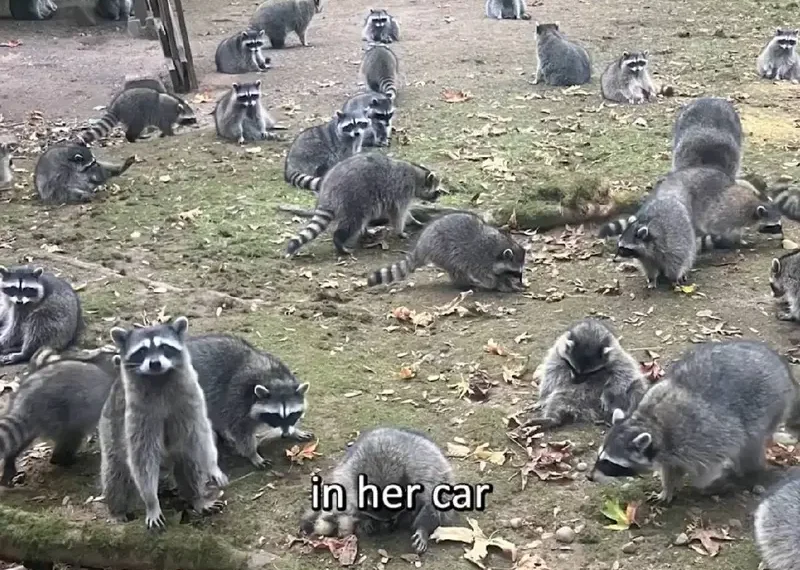 Mujer huye de su casa por invasión de cientos de mapaches; los alimentó 40 años