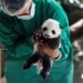FOTOS: Zoológico de Berlín presenta a sus pandas gemelos recién nacidos