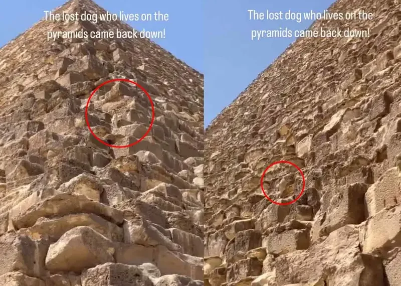 Perrito captado en la cima de la Gran Pirámide de Giza, logró bajar solito de las alturas