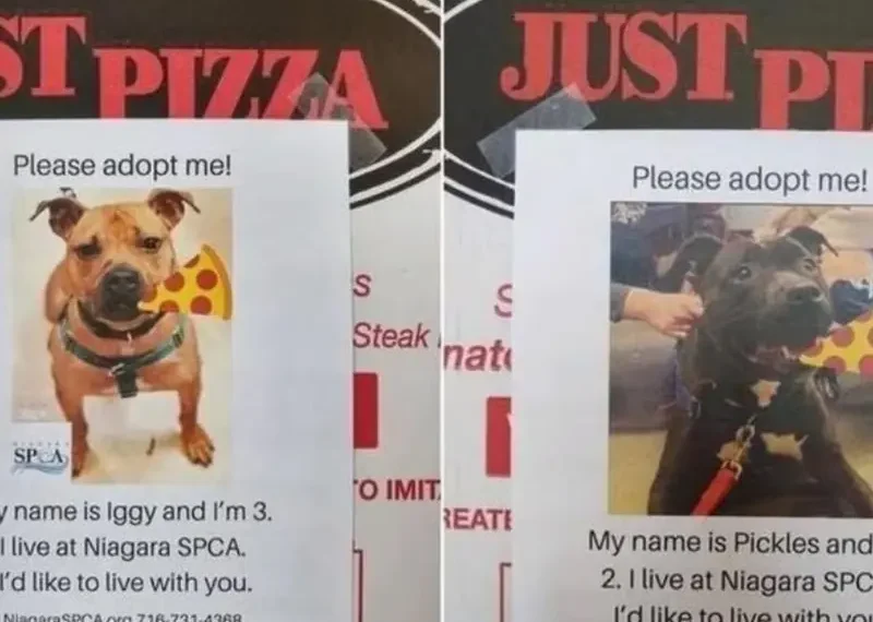 ¿Qué relacion hay entre comer pizza y adoptar una mascota’; te lo decimos