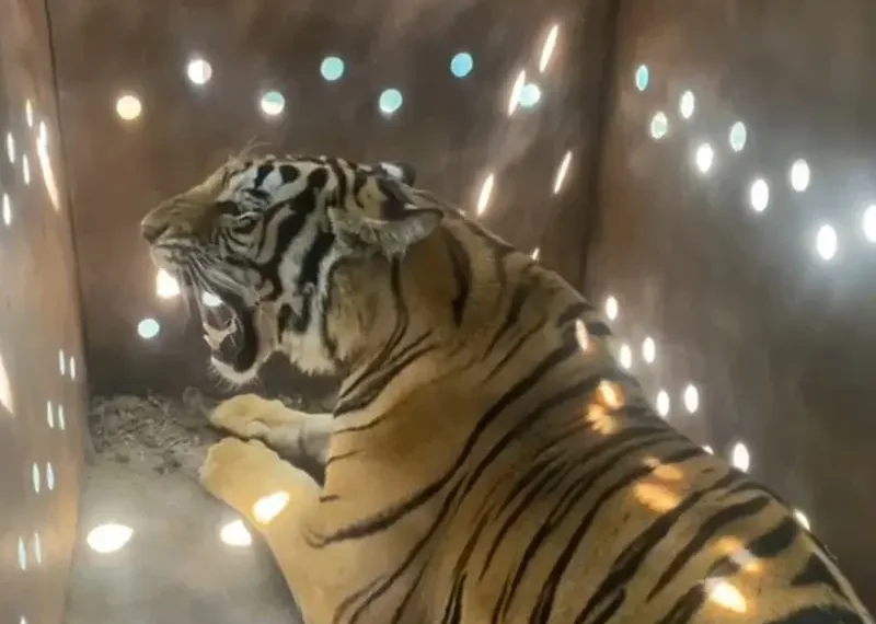 Dejan otra tigresa abandonada en medio de enfrentamiento en Culiacán