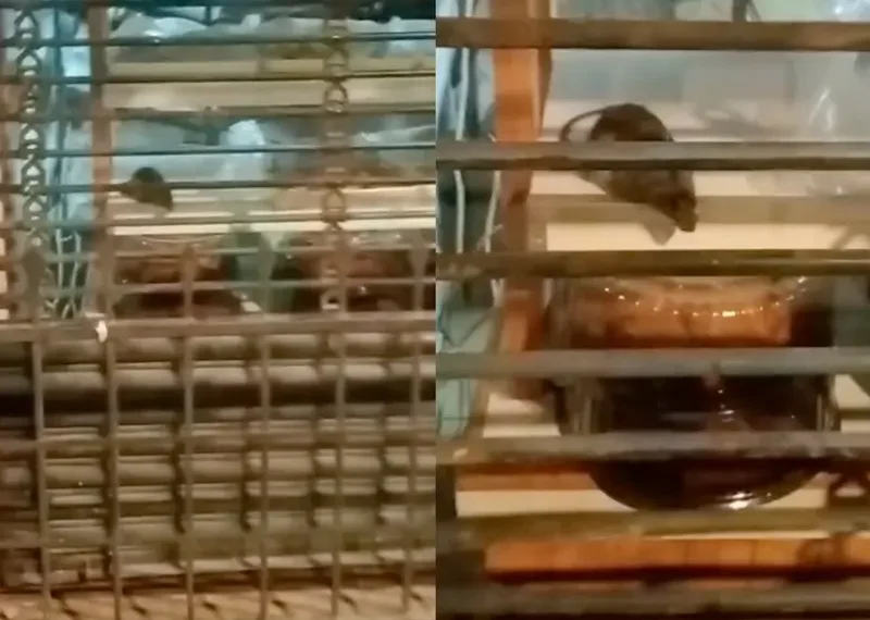 Video: Encuentran rata en famosa pastelería enfrente de Metropólitan de CDMX