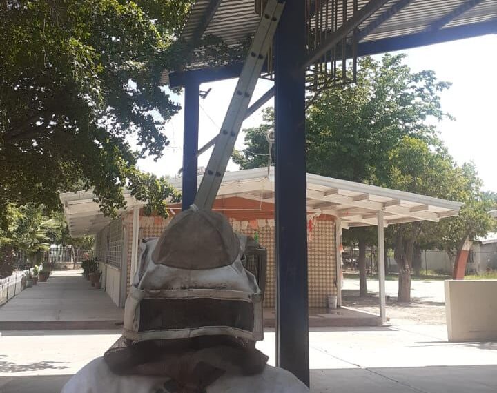 Sigue a la alza reportes de abejas en Ahome: PC – NR | NOTICIAS