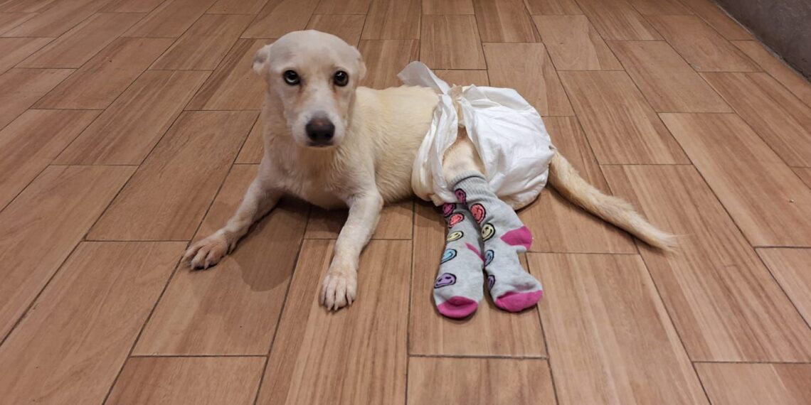 Buscan familia para Ghost, perrito discapacitado que sobrevivió a la calle en Los Mochis – NR | NOTICIAS