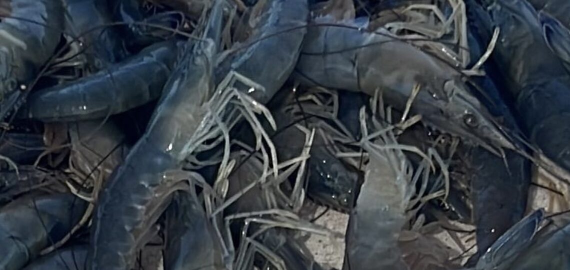 ¡Triste! Pescadores ribereños reportan bajas capturas de camarón