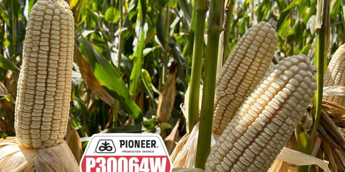 Pioneer impulsa rentabilidad y ganancia con híbrido de maíz blanco desarrollado específicamente para el campo sinaloense