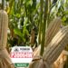 Pioneer impulsa rentabilidad y ganancia con híbrido de maíz blanco desarrollado específicamente para el campo sinaloense