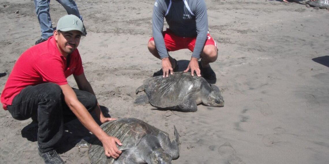 A pesar de los problemas de inseguridad que se viven en Sinaloa, no ha parado el Programa de la Tortuga Marina en Playa Ceuta que dirige la UAS