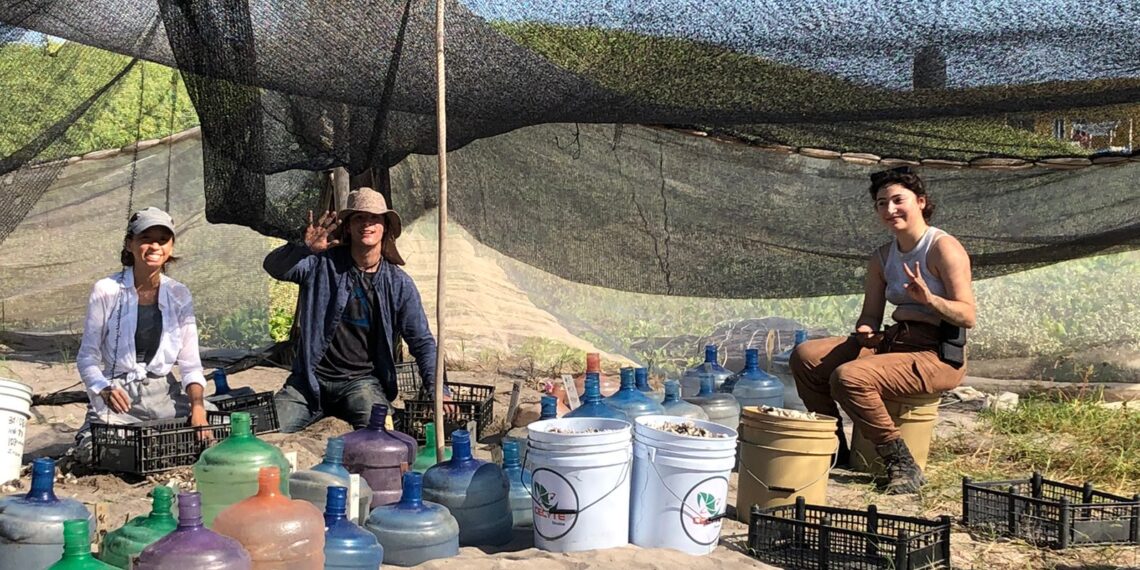 Alumnos del Servicio Social de la Facultad de Biología de la UAS liberan 500 crías de tortuga golfina, especie en peligro de extinción, en Playa Ceuta