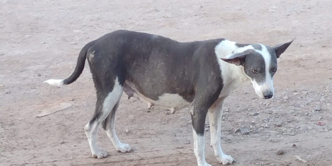 Vecinos de Ejido 18 de Marzo exigen campañas de esterilización – NR | NOTICIAS