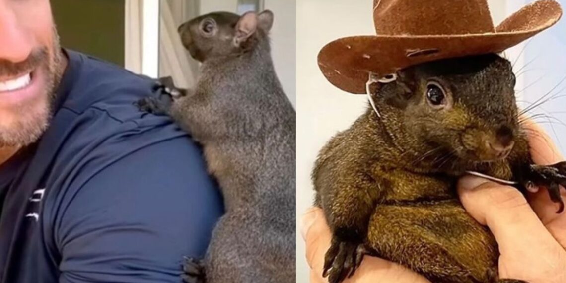 Peanut, la ardilla estrella de Instagram, confiscada de su hogar en Nueva York