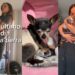 “Mi último día en la tierra”: El emotivo video que se viralizó en TikTok sobre una perrita chihuahua