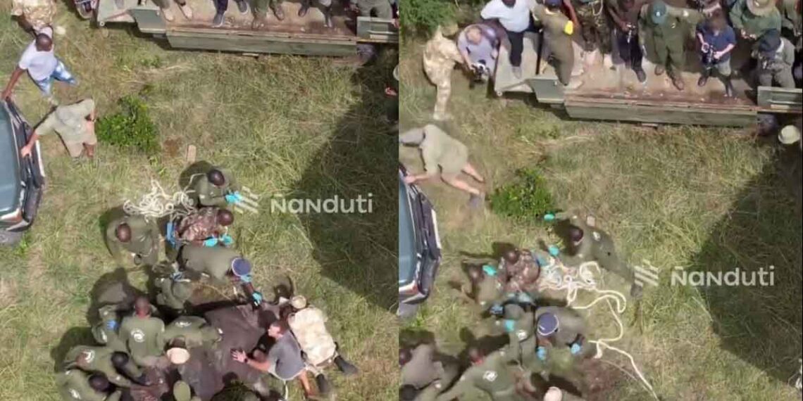 Rinoceronte revive luego de que un grupo de personas le realiza RCP