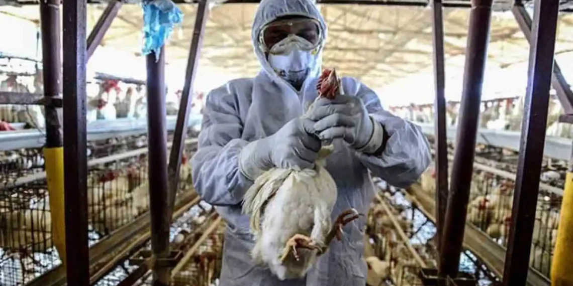 OMS asegura que no hay indicios de transmisión de gripe aviar persona a persona