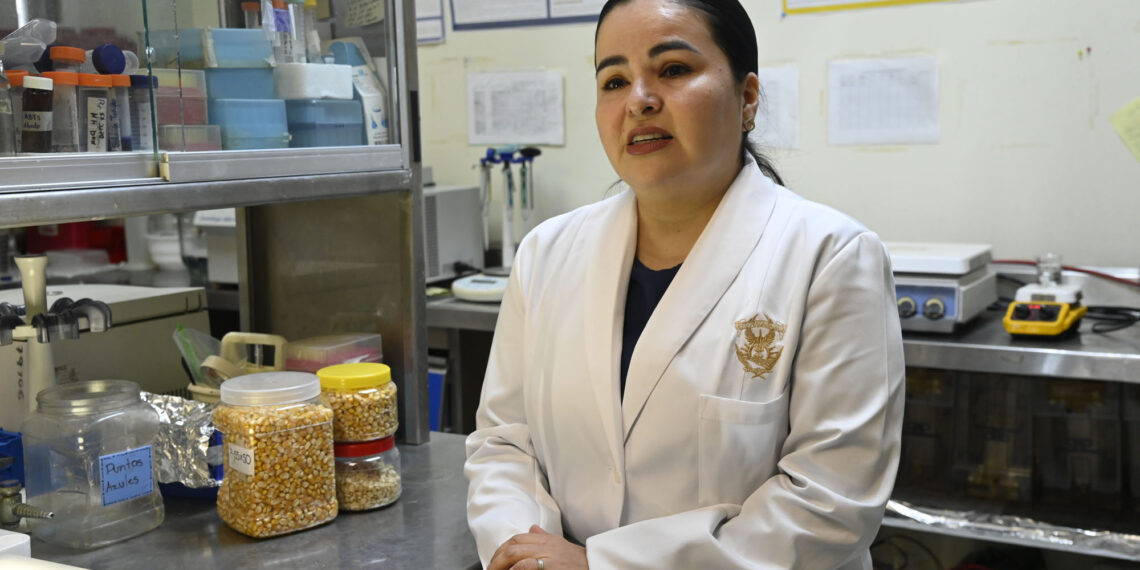 Estudian maíz para utilizarlo como parte de tratamientos no farmacológicos contra enfermedades relacionadas con el estrés oxidativo y la diabetes