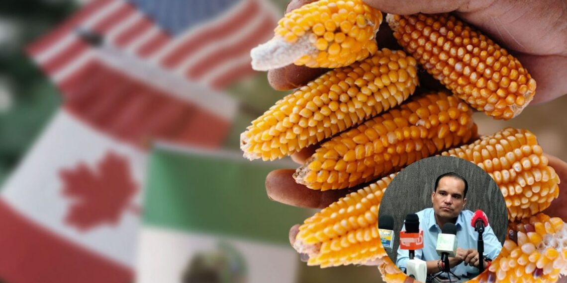México tendrá que aceptar el maíz transgénico: Canacintra Los Mochis – NR | NOTICIAS