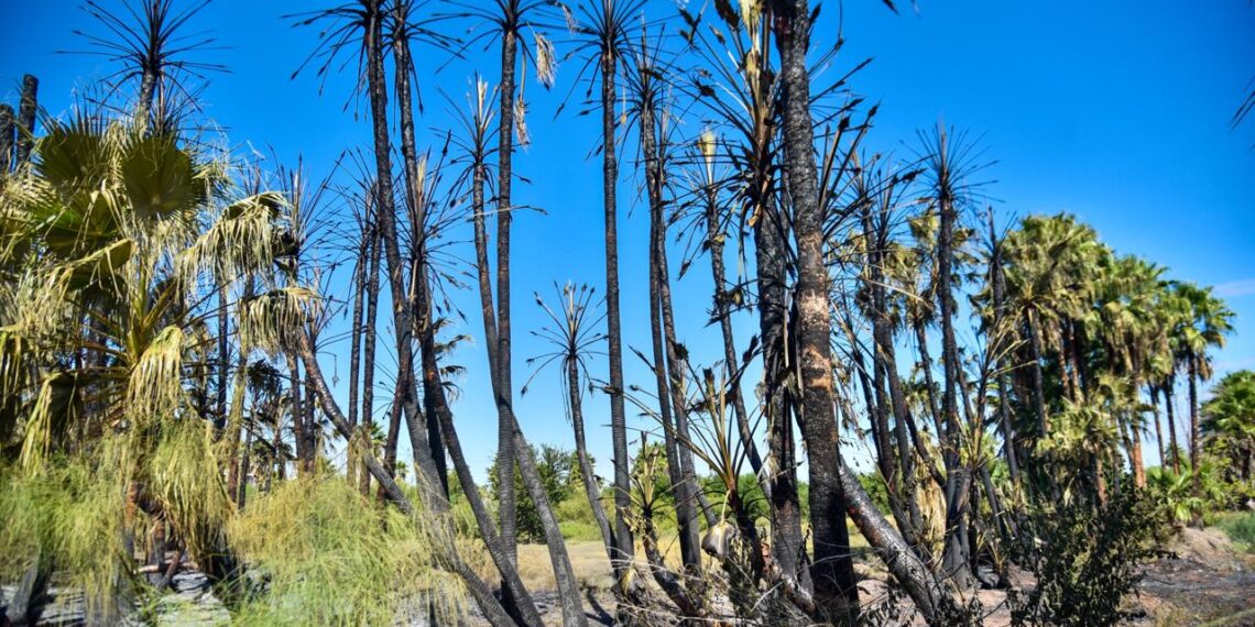Gobierno llama a concientizar sobre quema de basura y limpieza de baldíos