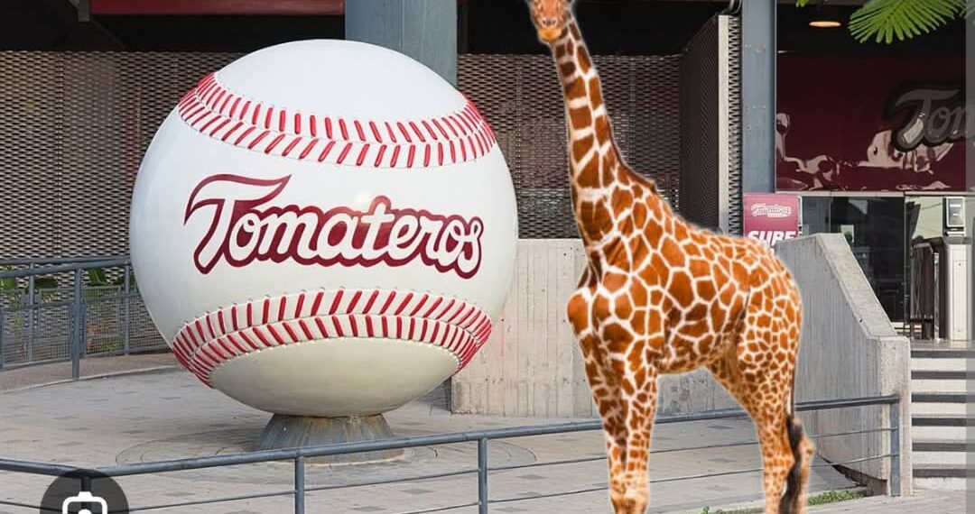 (Galería) Jirafa perdida de Culiacán desata memes en internet – NR | NOTICIAS