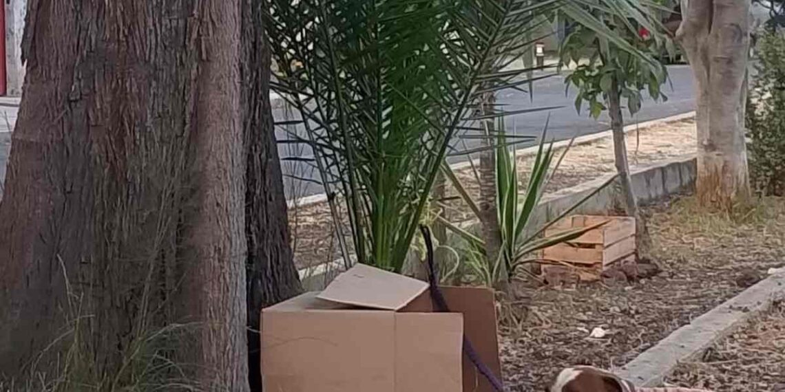 Abandonan a una perrita con cartulina en inmediaciones de la Basílica de Guadalupe