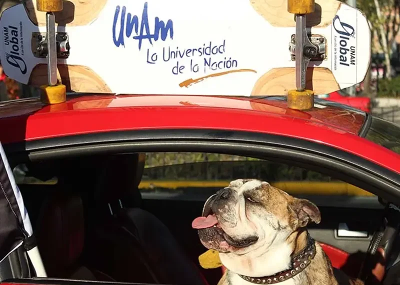 FOTOS: Murió ‘Logan’ el famoso perrito patinador de la UNAM