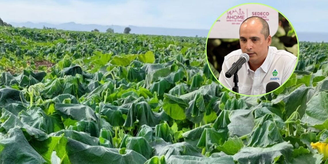 ¡Alerta ante las heladas! AARFS pide a los agricultores comprar sus aseguranzas – NR | NOTICIAS