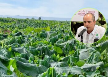 ¡Alerta ante las heladas! AARFS pide a los agricultores comprar sus aseguranzas – NR | NOTICIAS